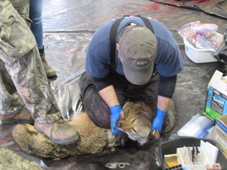 A VISIT T MOSQUITO CREEK KILLING CONTESTS-THE GRUESOME KILLING CONTESTS CONTINUE IN PA 9