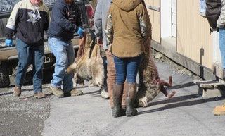 A VISIT T MOSQUITO CREEK KILLING CONTESTS-THE GRUESOME KILLING CONTESTS CONTINUE IN PA 10